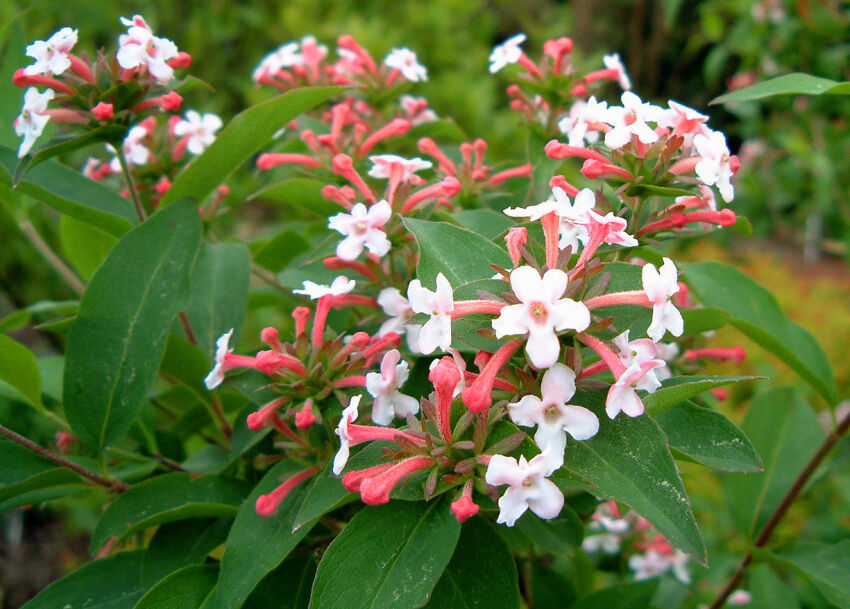 Abelia Edward Goucher C2/10-20cm *T56