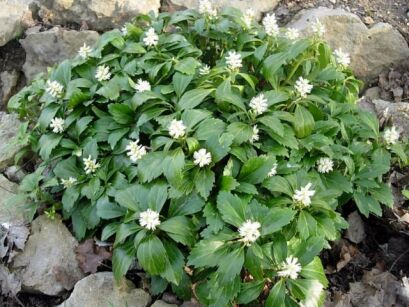 Runianka japońska GREEN CARPET Pachysandra terminalis /P9 *K4