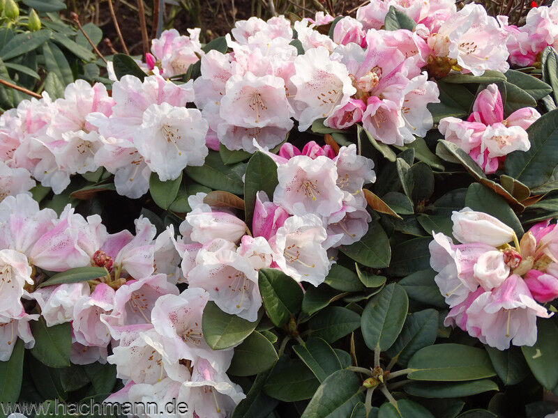Rhododendron bureavii x pachysanthum RUSTY DANE /C5 *T75