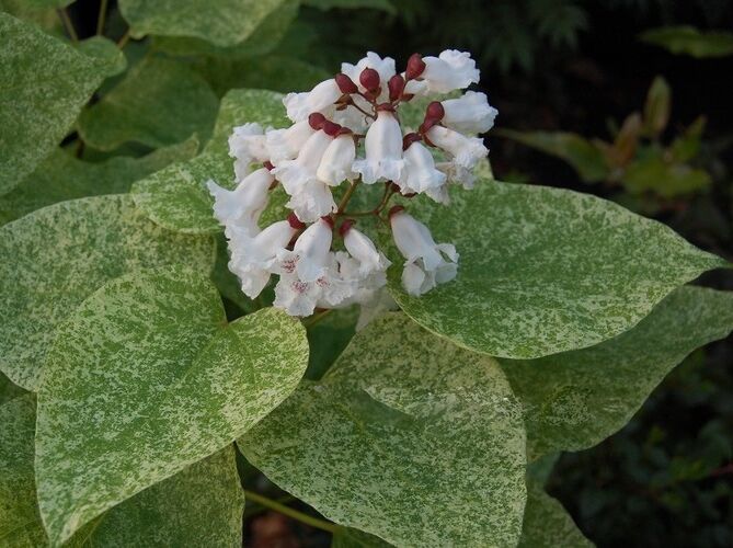 Catalpa speciosa PULVERULENTA Katalpa wielkokwiatowa Surmia C7,5/1,3m *TL