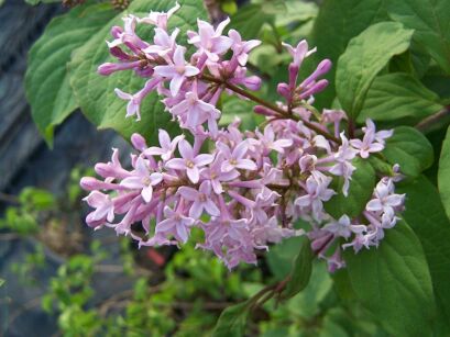 Lilak Josiki L.węgierski Syringa josikaea C5/60-80cm *K17