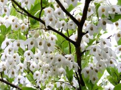 Styrak japoński Styrax japonicus C10/60-80cm *T46