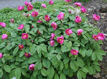 Paeonia mascula Piwonia koralowa P. męska /C2 *K15w18