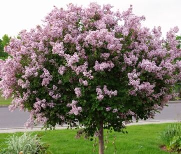 Lilak Meyera PALIBIN na PNIU Syringa meyeri C5/Pa80(140)cm *22