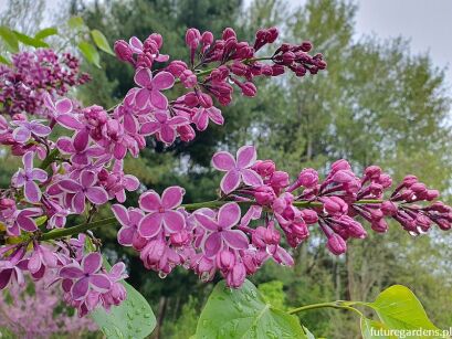 Lilak pospolity SENSATION Syringa vulgaris  C3(C5)/20-40cm *K17