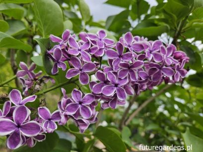 Lilak pospolity SENSATION Syringa vulgaris  C3(C5)/20-40cm *K17