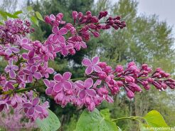 Lilak pospolity SENSATION Syringa vulgaris  C3(C5)/20-40cm *K17