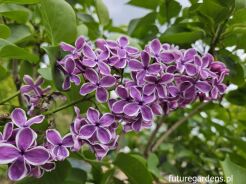 Lilak pospolity SENSATION Syringa vulgaris  C3(C5)/20-40cm *K17