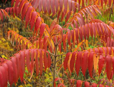 Sumak octowiec Rhus typhina - 20 szt. nasion