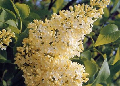 Lilak pospolity PRIMROSE Syringa vulgaris C5/40-50cm *K17