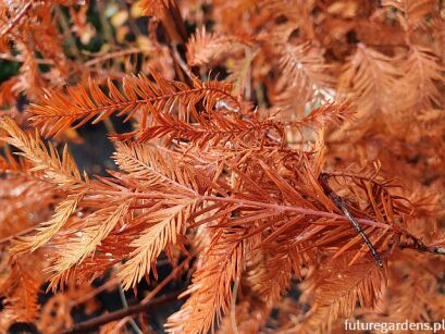 Cypryśnik błotny Taxodium distichum C5/1-1,2m *T44