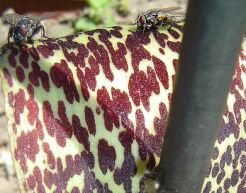 Pałczycha kroplista Sauromatum venosum /C2 *K12