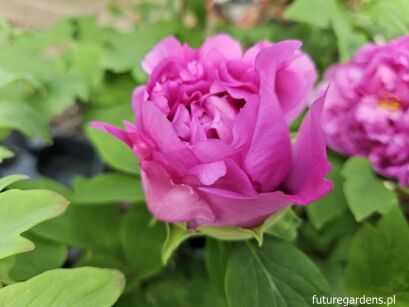 Piwonia drzewiasta LUO YANG HONG (ciemno czerwona) Paeonia suffruticosa /P14 *K14