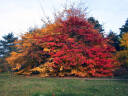 Sycoparrotia semidecidua PURPLE HAZE C2/60-80cm *T68