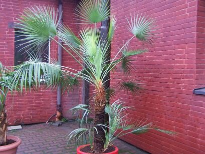 Palma mrozoodporna Szorstkowiec Fortunego Trachycarpus Fortunei 1,5m (wys. pnia 80cm.)