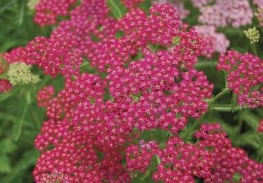 Krwawnik pospolity CERISE QUEEN Achillea millefolium /C2 *K3