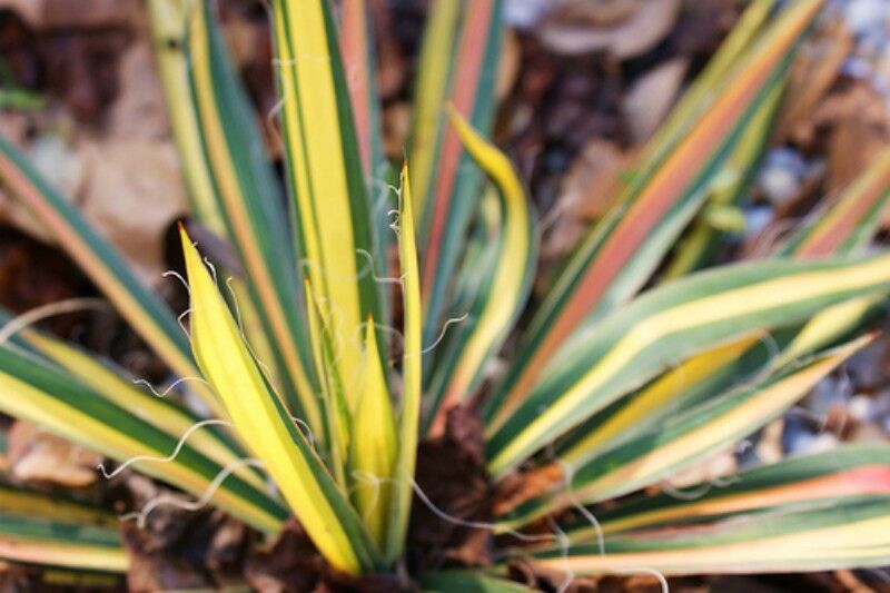 Yucca filamentosa COLOR GUARD Juka /C3 *T7