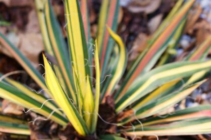 Yucca filamentosa COLOR GUARD Juka /C2 *K16