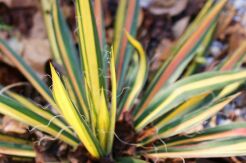 Yucca filamentosa COLOR GUARD Juka /C3 *K16