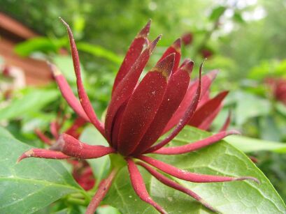 Kielichowiec wonny Calycanthus floridus C5/30-50cm *K19