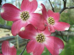 Dereń kwiecisty RUBRA Cornus florida C5/40-60cm