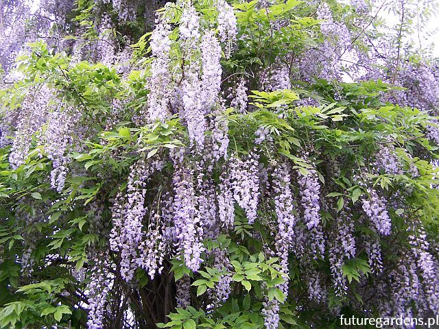 Wisteria floribunda Glicynia kwiecista FIOLETOWA bonsai - misa C8/80-100cm *T39