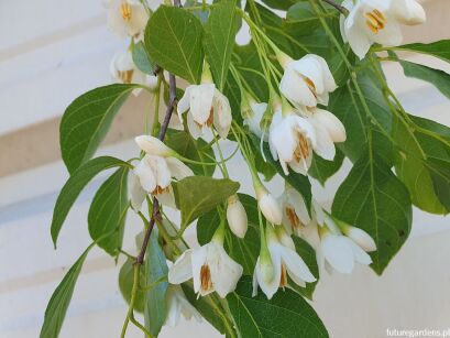 Styrak płaczący FRAGRANCE FOUNTAIN Styrax japonicus - misa C4/50-80cm *K9