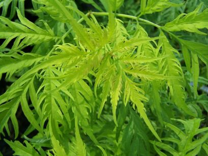 Bez koralowy WELSH GOLD 'Walfinb' Sambucus racemosa /C7,5