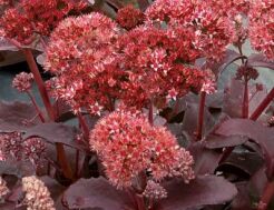 Icon_sedum-trufle1-crop