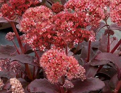 Rozchodnik okazały CHERRY TRUFFLE Sedum spectabile /C2 *K7