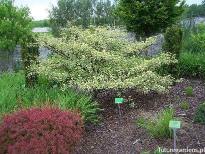 Dereń skrętolistny PINKY SPOT 'Minspot' Cornus alternifolia C5/80-100cm *PACZ