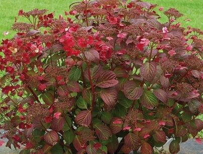 Hortensja piłkowana SANTIAGO Hydrangea serrata /C2 *K14w9