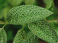 Forsycja zielona KUMSON  Forsythia viridissima C2/40-60cm *8