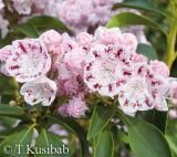 Kalmia szerokolistna TOFKA Kalmia latifolia C4/20-40cm