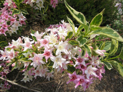 Krzewuszka 'Looymansii Aurea'  Weigela NOWOŚĆ