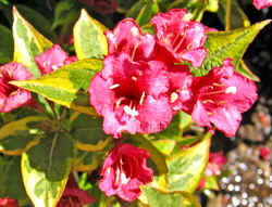 Krzewuszka 'Brigela' PBR FRENCH LACE Weigela florida/C2