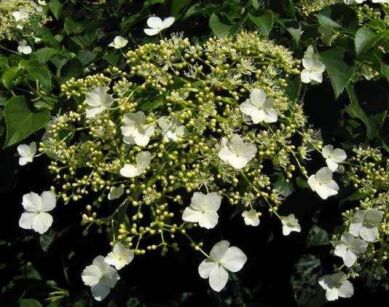 Hortensja pnąca CORDIFOLIA Hydrangea anomala petiolaris C2/60cm