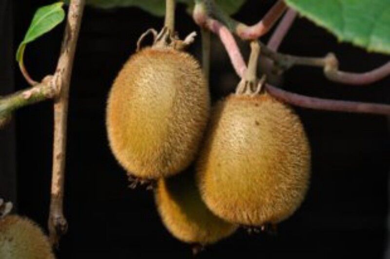 Aktinidia 'Hayward'  KIWI Actinidia chinensis