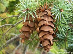 Daglezja płacząca GRACEFUL GRACE Pseudotsuga menziesii C5/40-50cm *W