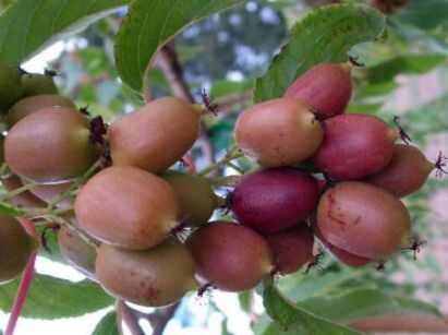 Aktinidia odmiana żeńska HARDY RED Kiwi /C5