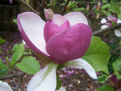 Magnolia soulangeana RUSTICA RUBRA C4/80-100cm *K6