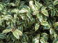 Cleyera japonica FORTUNEI /C3 *K8