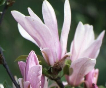 Magnolia 'George Henry Kern' C5/80cm