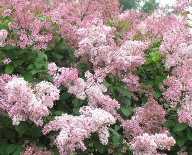 Lilak kanadyjski Syringa x prestoniae C7,5/80-100cm *K13