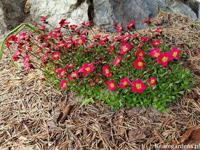 Skalnica PETER PAN Saxifraga x arendsii /C2 *2