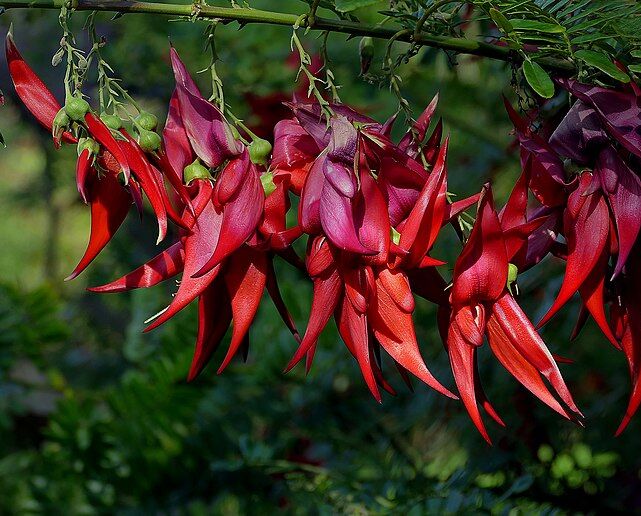 Clianthus puniceus KAKA KING C4/60-80cm *T51