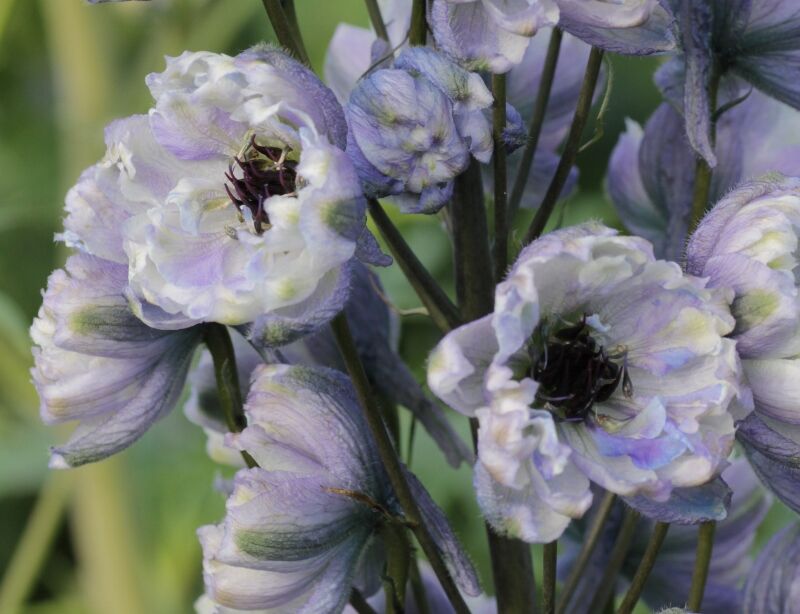 Ostróżka LA BOHEME Delphinium elatum /C5