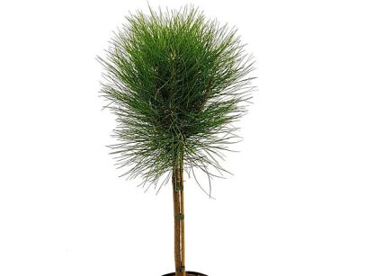 Sosna karłowa SUMMER BREEZE 'Aron' Pinus nigra C10/Pa40(70)cm *4K