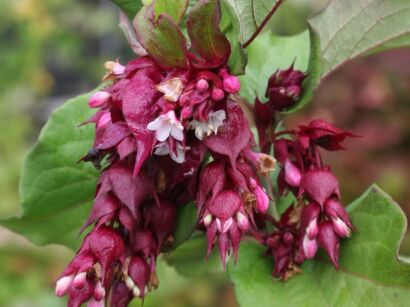 Leicesteria piękna PURPLE RAIN Leycesteria formosa C5/40cm *T21