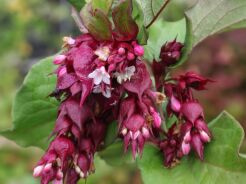 Leicesteria piękna PURPLE RAIN Leycesteria formosa C3/60cm *T16